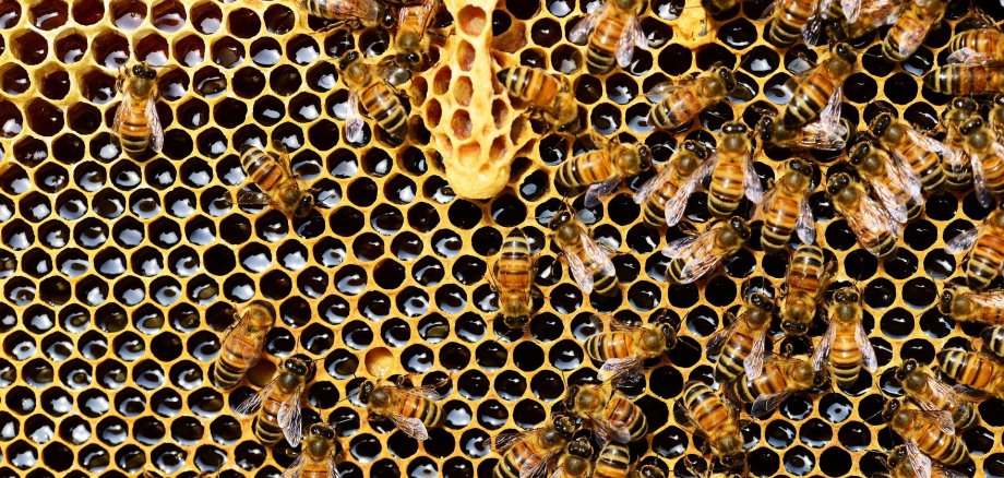 Viele Bienen befinden sich in einem Bienenstock.
