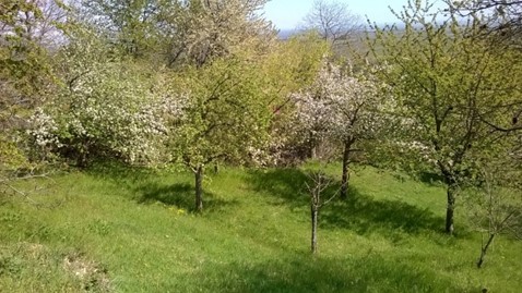 Grüne Wiesen mit blühenden Bäumen. 