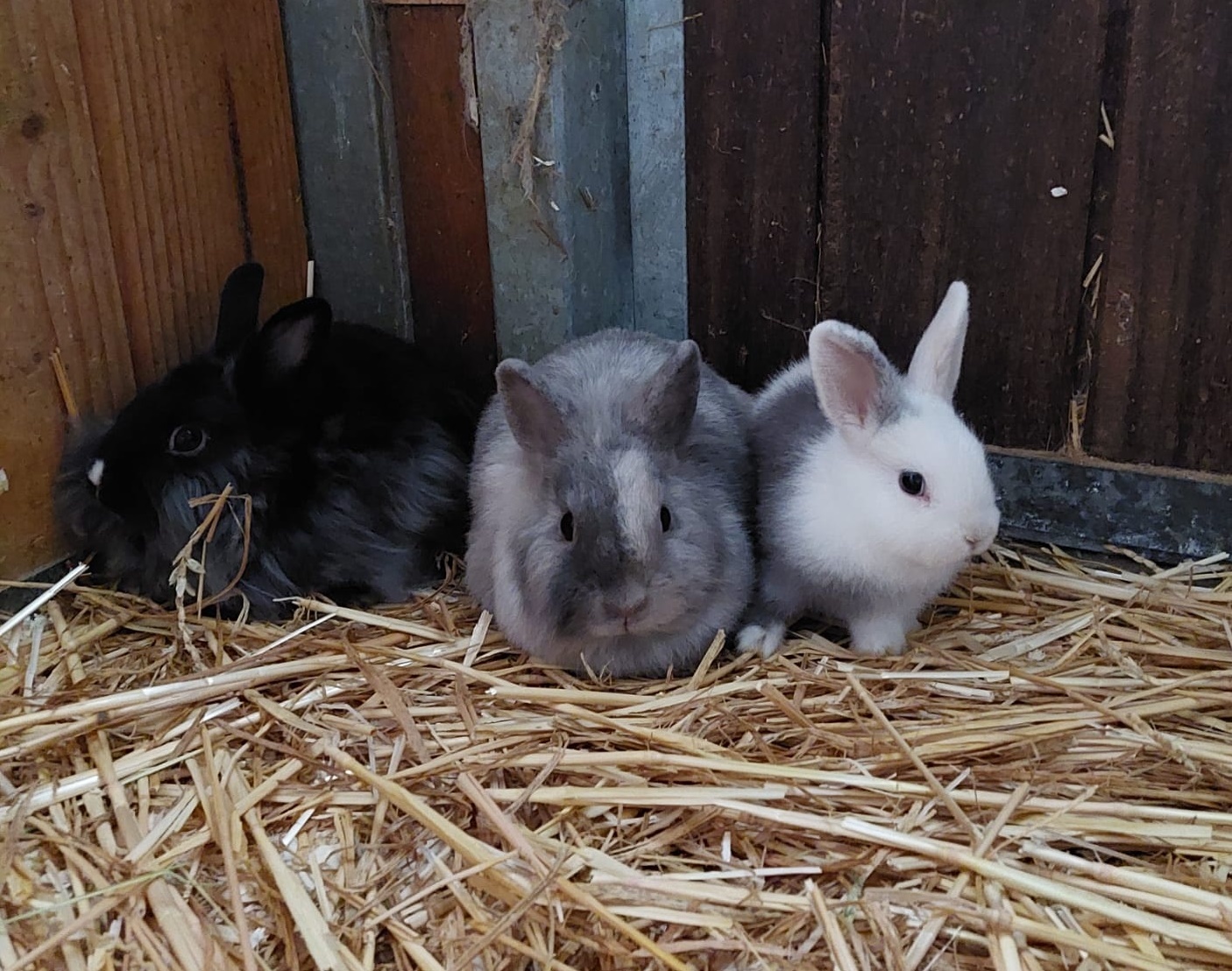 Drei Kaninchen, ein schwarzes, ein graues und ein grau-weißes, sitzen nebeneinander im Stroh. 