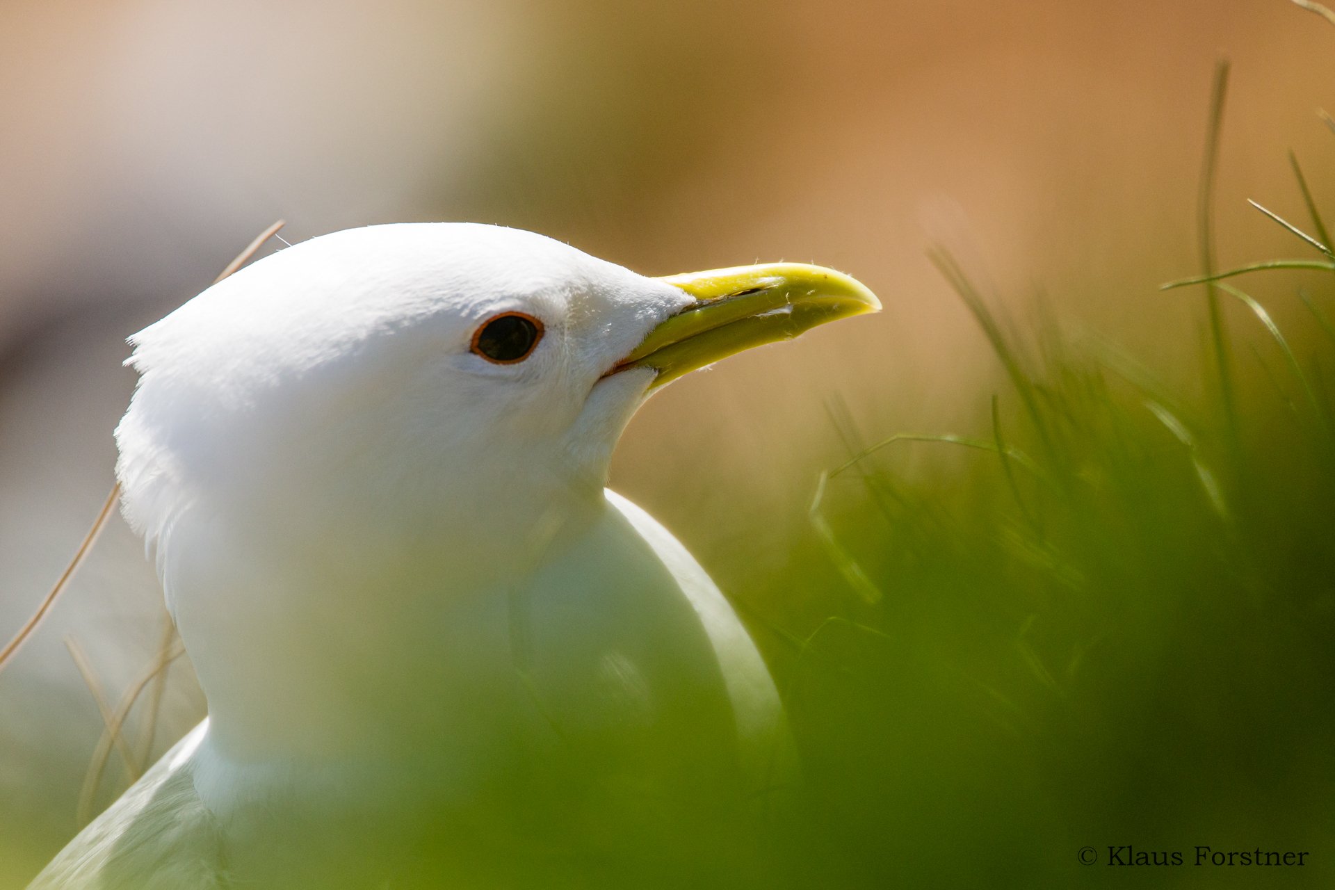 Ein weißer Vogel hinter grünem Gras. 