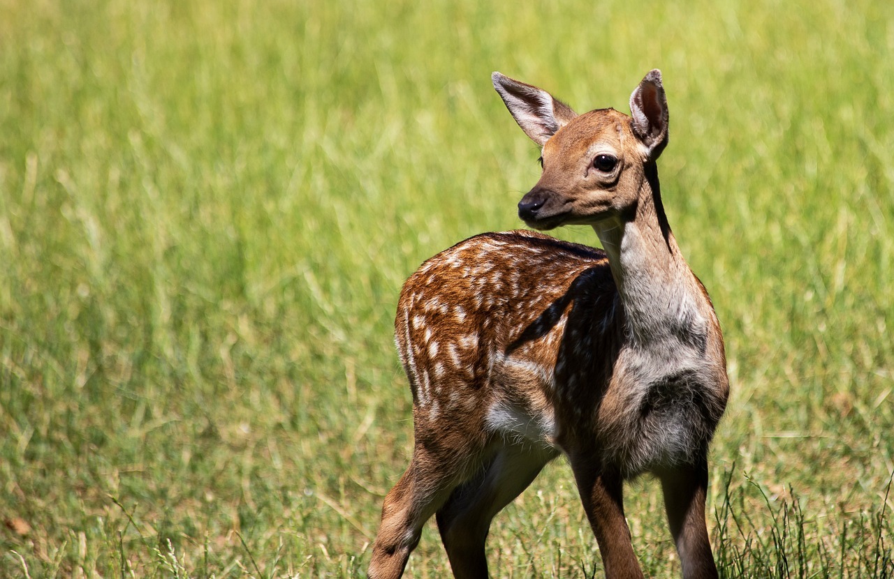 Ein Rehkitz auf einer Wiese.