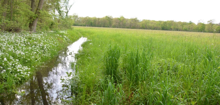 Ein kleiner Teil der Queichwiesen bei Ottersheimes fließt ein Bach zwischen Wiese und Bäumen. Foto: KV Germersheim