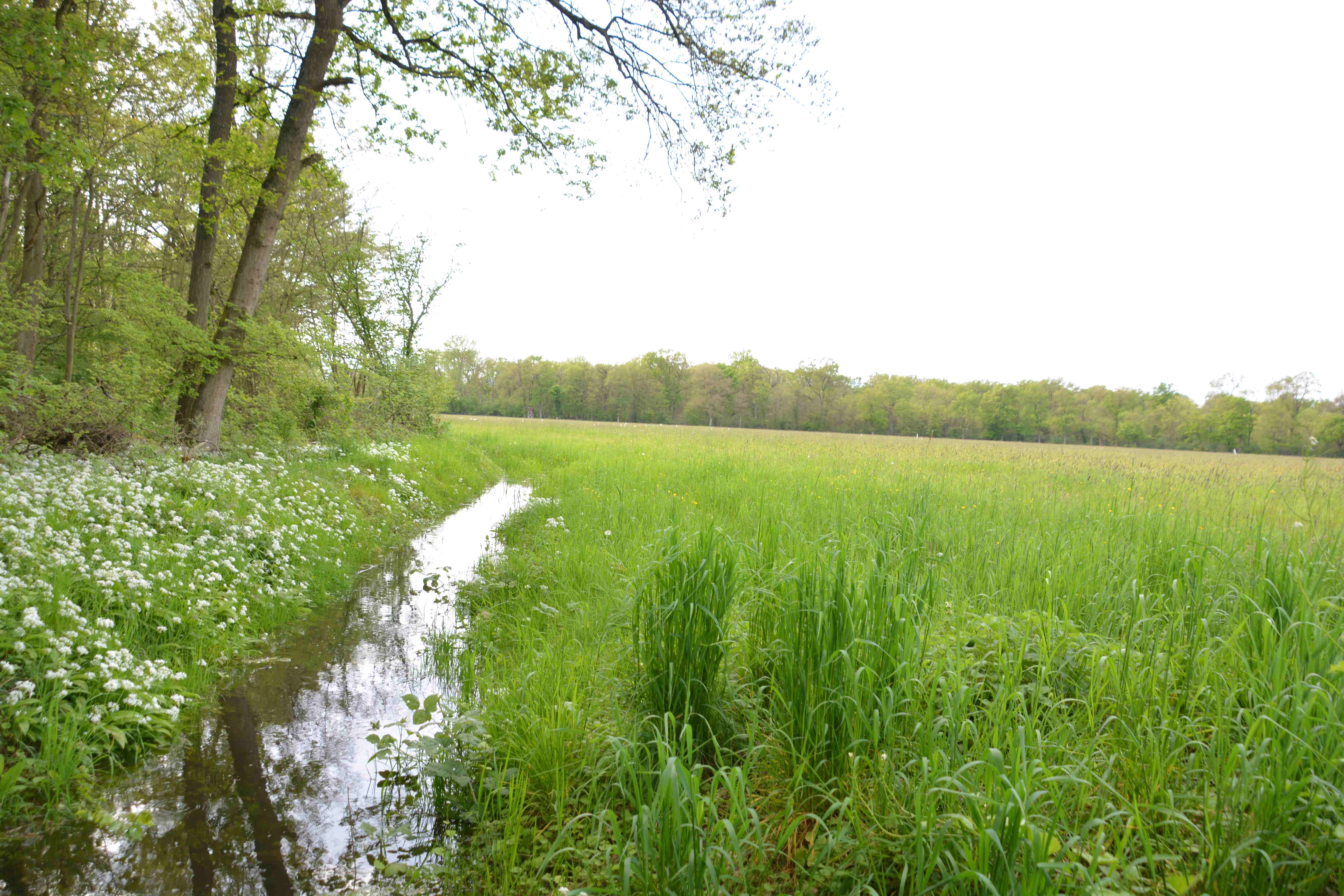 Ein kleiner Teil der Queichwiesen bei Ottersheimes fließt ein Bach zwischen Wiese und Bäumen. Foto: KV Germersheim