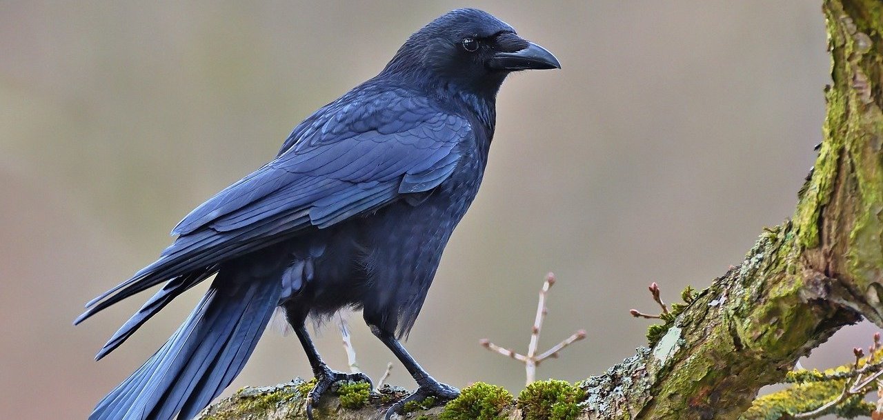 Eine Krähe sitzt auf einem Ast.