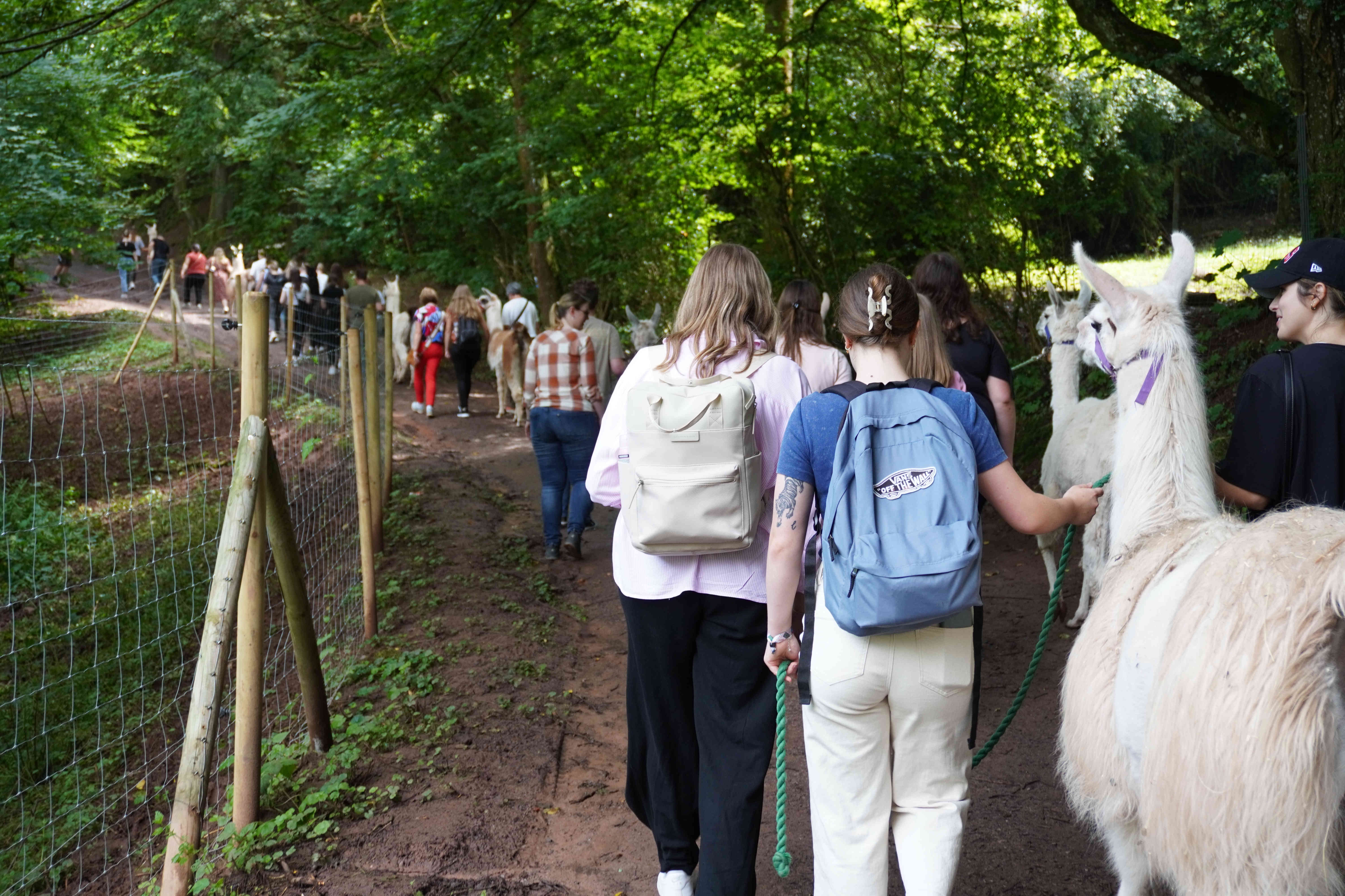Eine Gruppe von Menschen, die mit Lamas durch einen Waldweg im Pfälzerwald spaziert. Die Teilnehmer tragen Rucksäcke und führen die Lamas an Leinen entlang eines schattigen Pfades, umgeben von dichtem Grün.