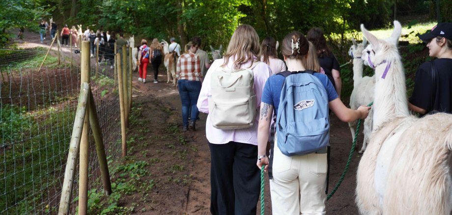 Eine Gruppe von Menschen, die mit Lamas durch einen Waldweg im Pfälzerwald spaziert. Die Teilnehmer tragen Rucksäcke und führen die Lamas an Leinen entlang eines schattigen Pfades, umgeben von dichtem Grün.