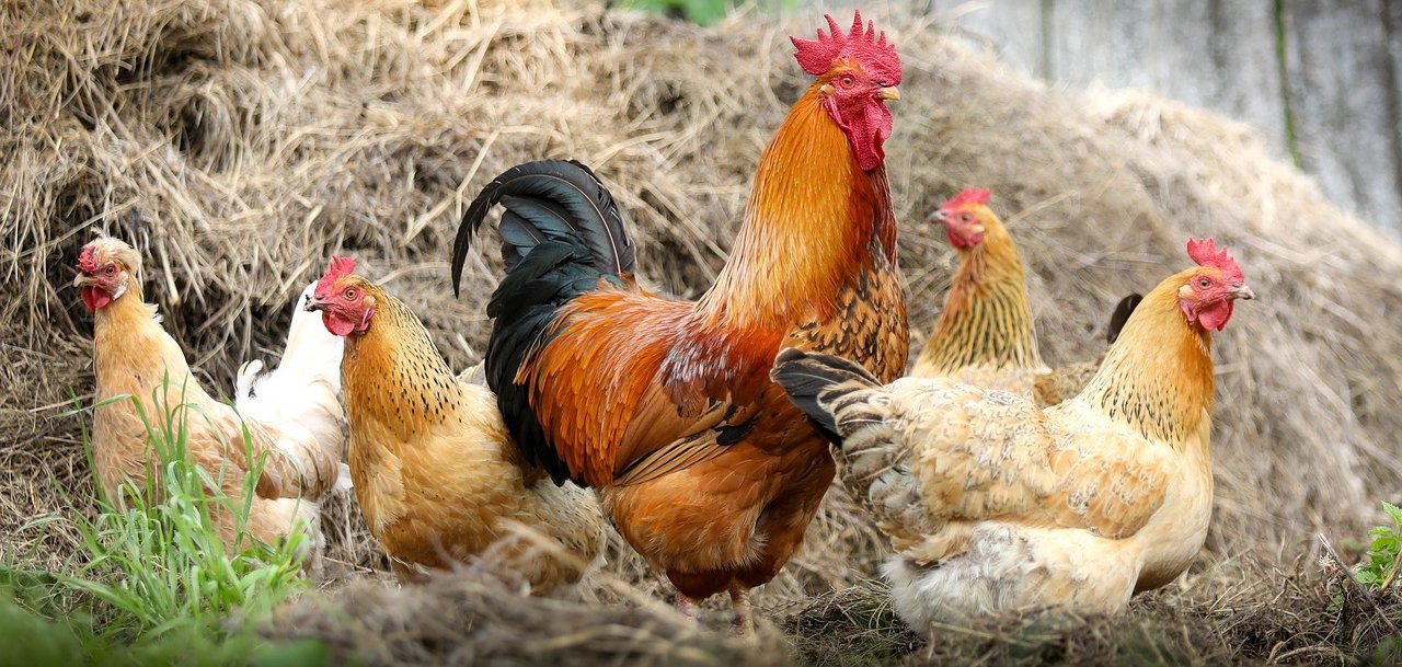 Nahaufnahme von Hühnern – ein Hahn mit vier Hennen.