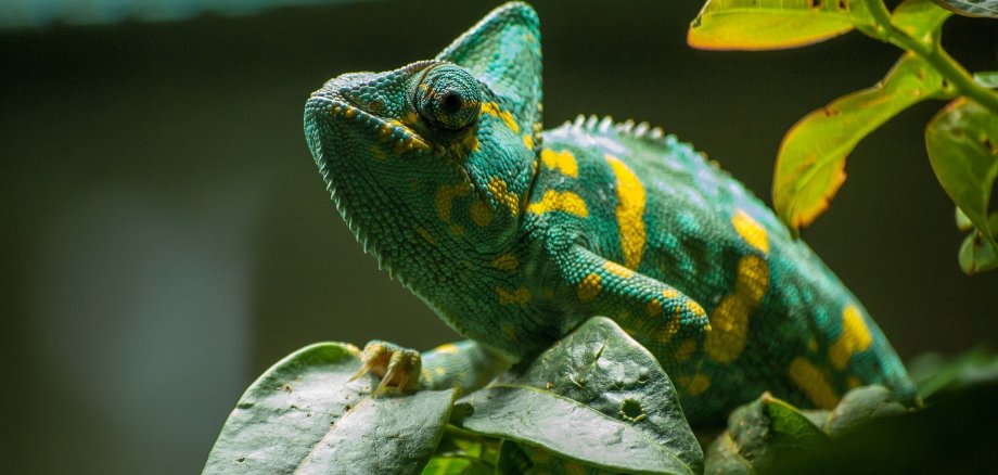 Ein Chamäleon sitzt auf einem Baumstamm.