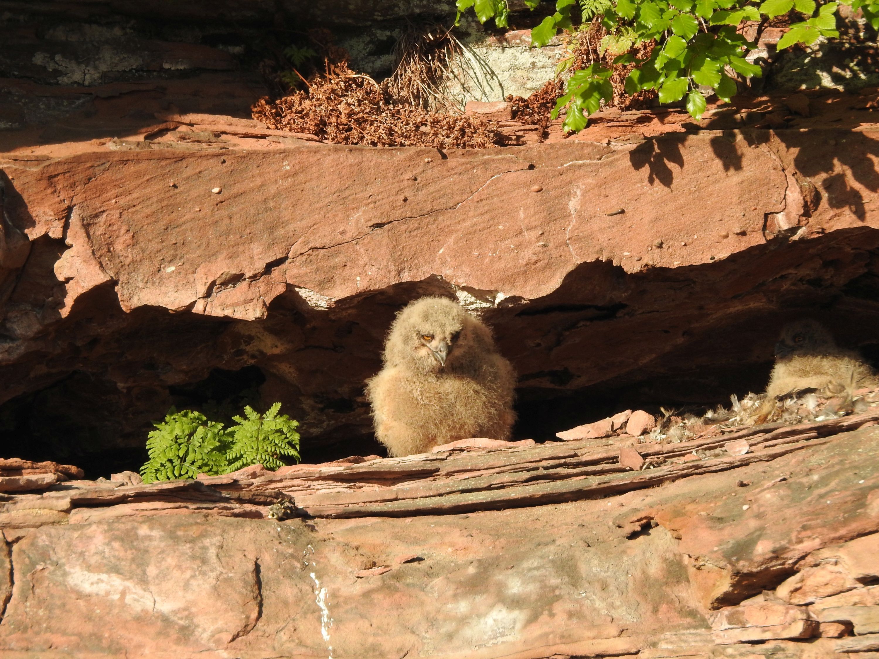 Ein junger Uhu sitzt vor seiner Brutnische in einem Felsen.
