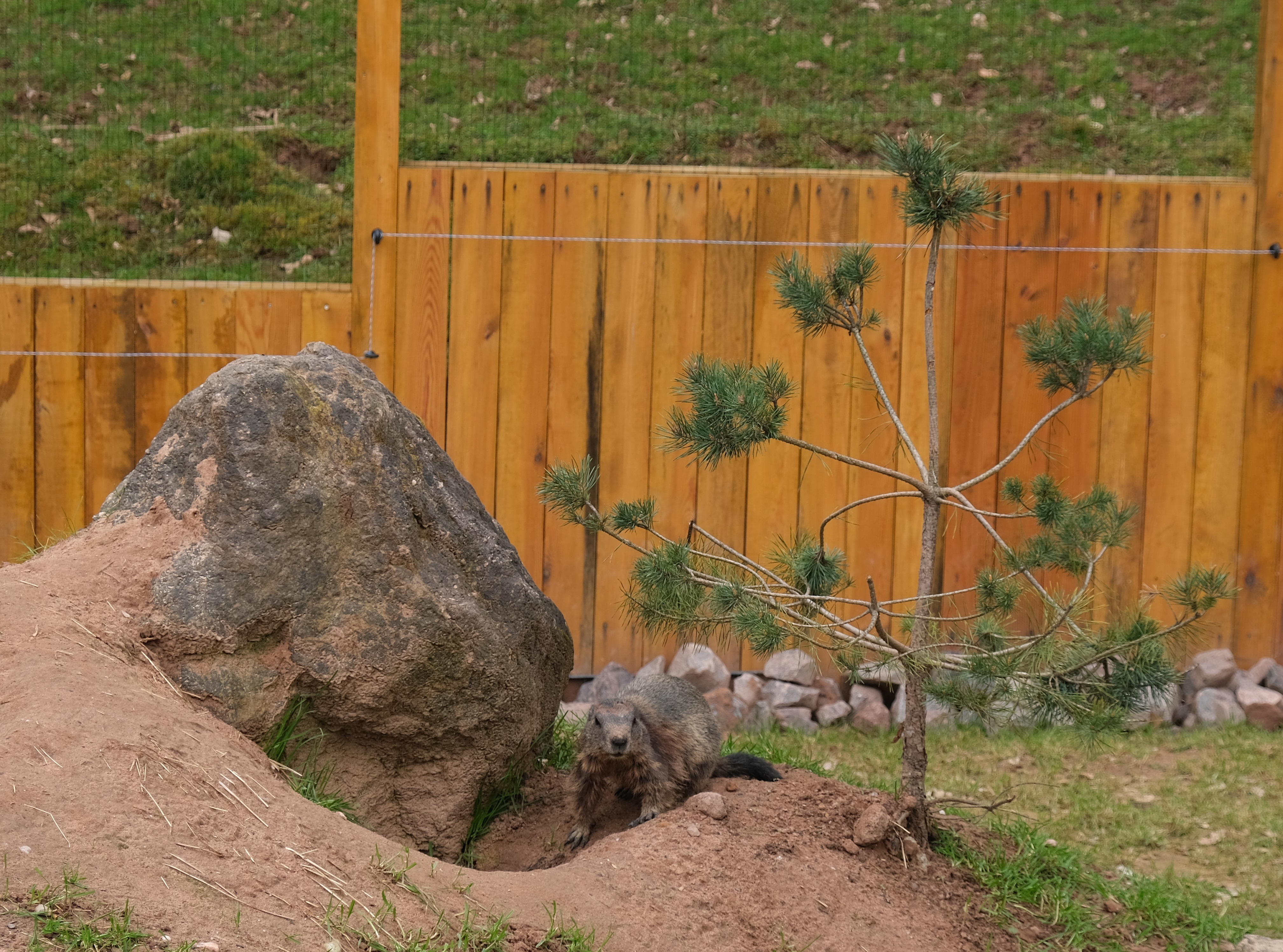 Das Tier vor seinem Bau.