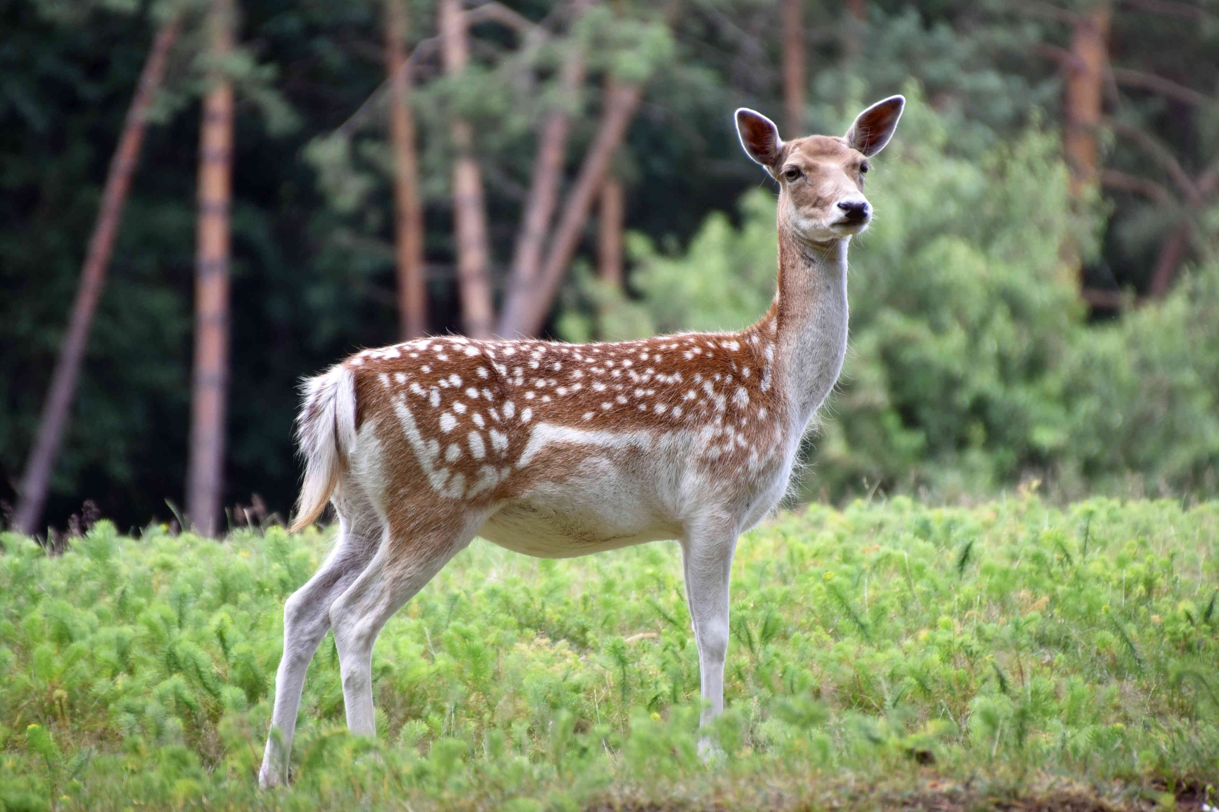 Ein Damwild steht auf einer Wiese im Wald. Es hat braunes Fell mit weißen Flecken und schaut aufmerksam in die Ferne. Im Hintergrund sind unscharf Bäume und dichter Wald zu erkennen.