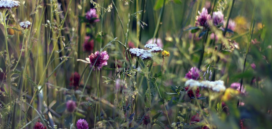 Blumenwiese mit Gras und bunten Blumen.