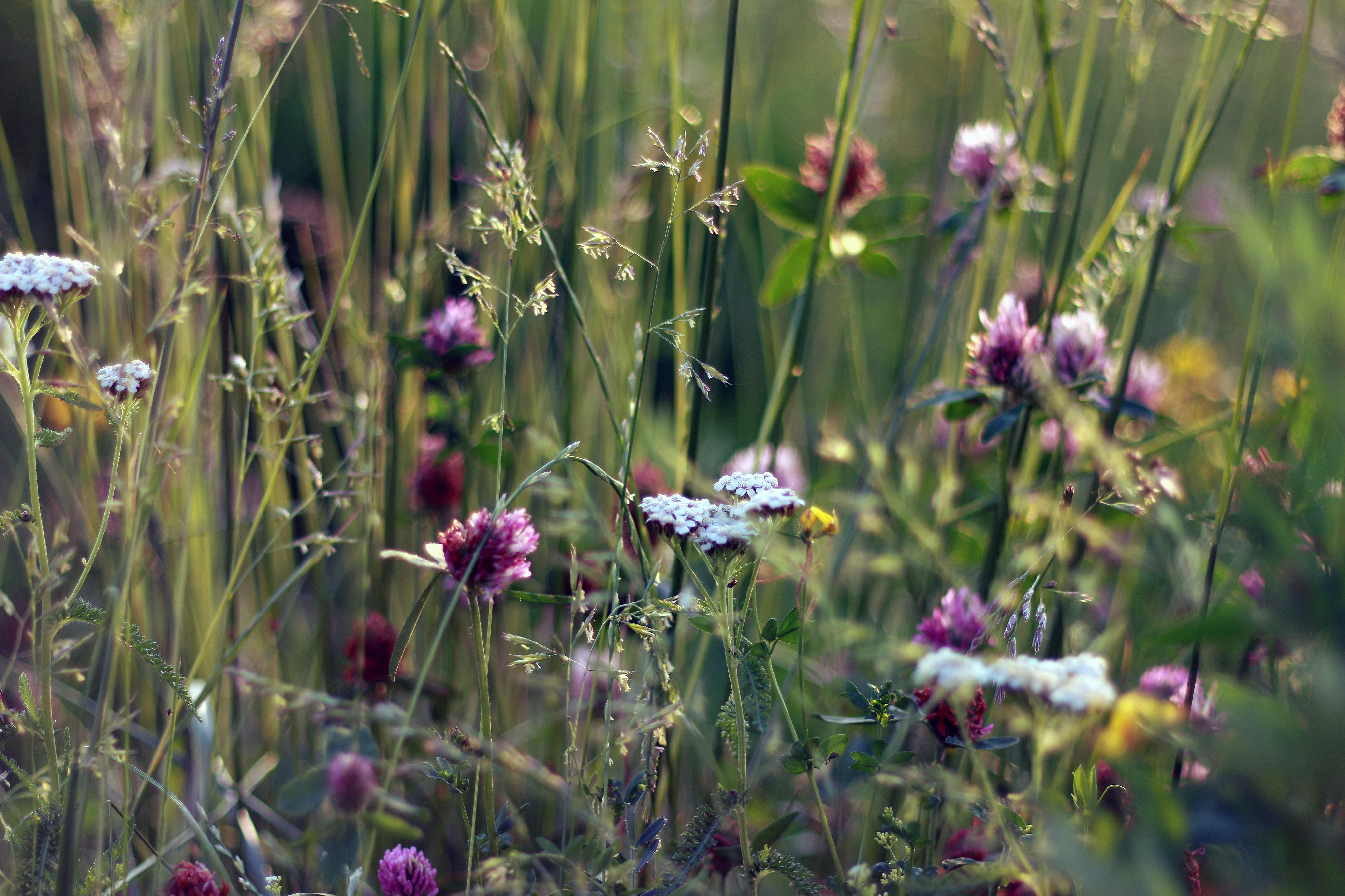 Blumenwiese mit Gras und bunten Blumen.