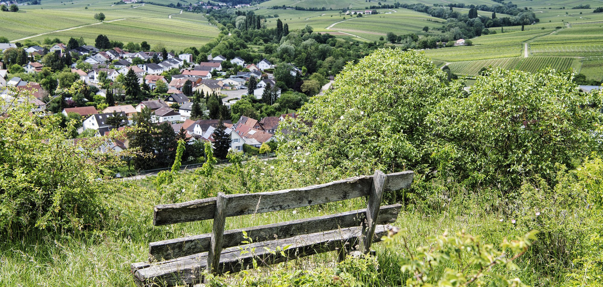 Malerischer Blick auf Ilbesheim im Kreis Südliche Weinstraße (SÜW) von der Kleinen Kalmit aus. Im Vordergrund steht eine verwitterte Holzbank auf einer grünen Wiese, umgeben von üppigem Grün und blühenden Sträuchern. Im Hintergrund erstrecken sich sanfte Hügel, Weinberge und Ilbesheim mit rotgedeckten Häusern.