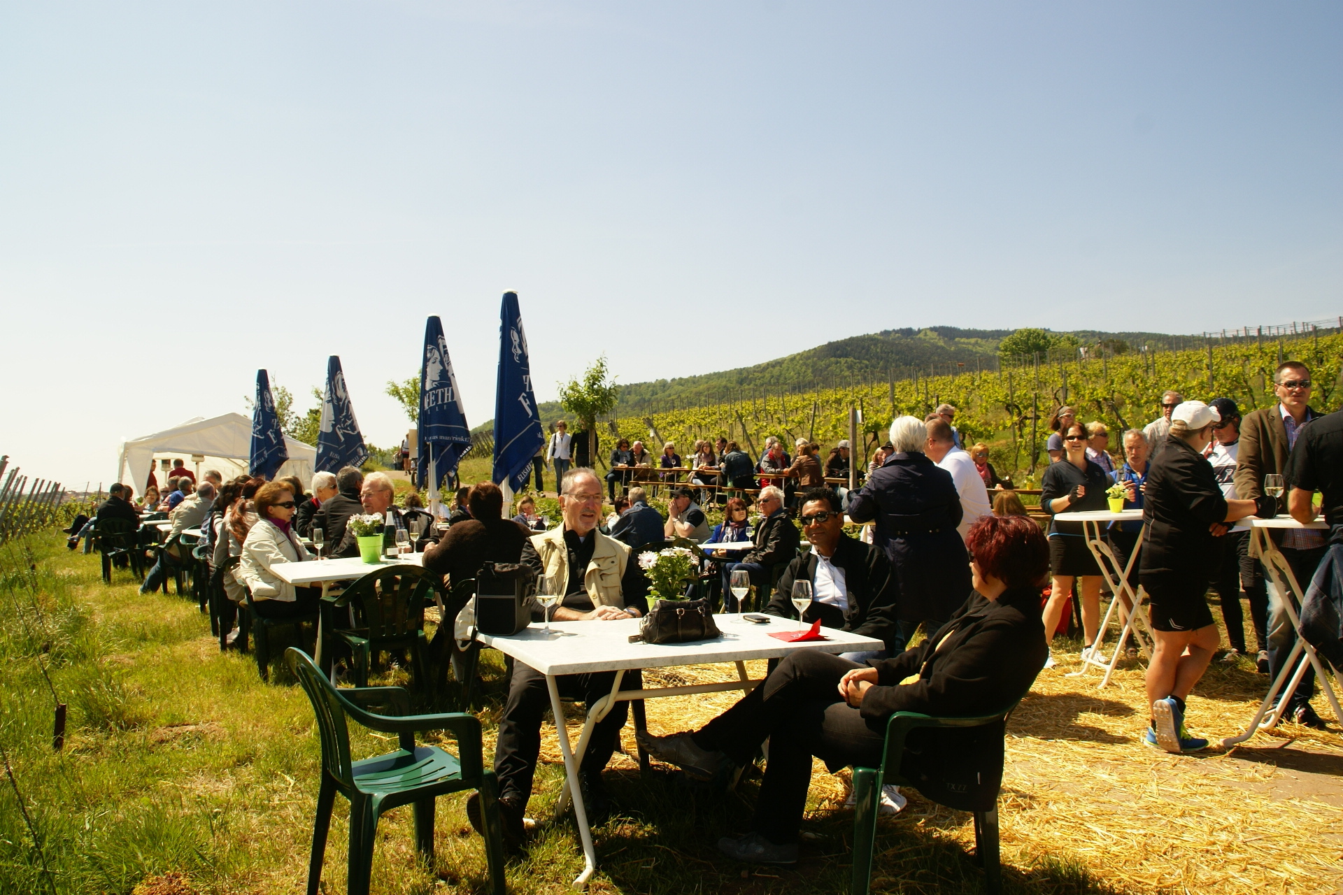 Viele Menschen sitzen an Tischen auf einem Weg zwischen den Rebzeilen.
