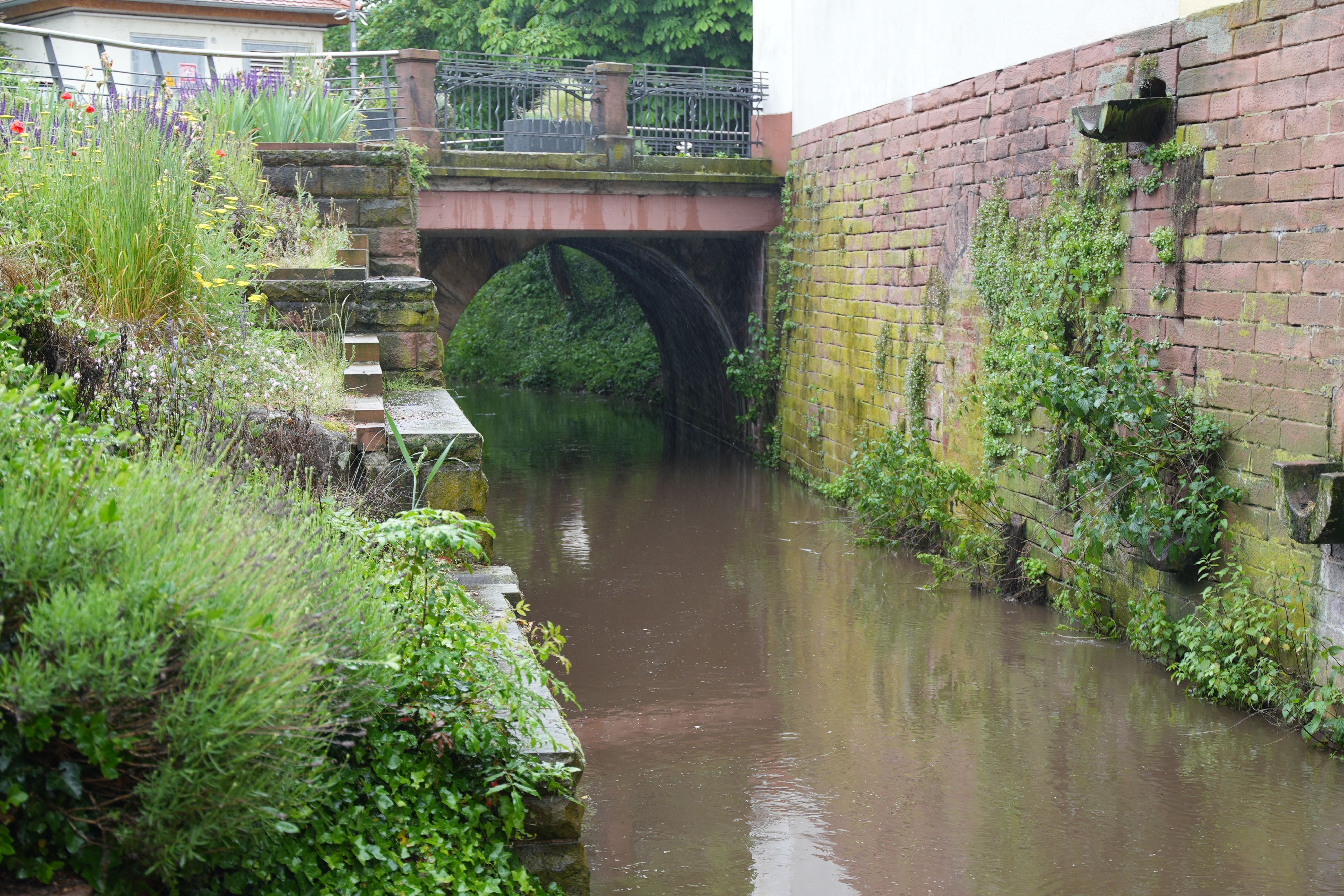 Die Queich fließt in Queicheim durch einen steinernen Torbogen, auf der linken Seite ist ein blühender Grashang, auf der rechten eine Mauer.