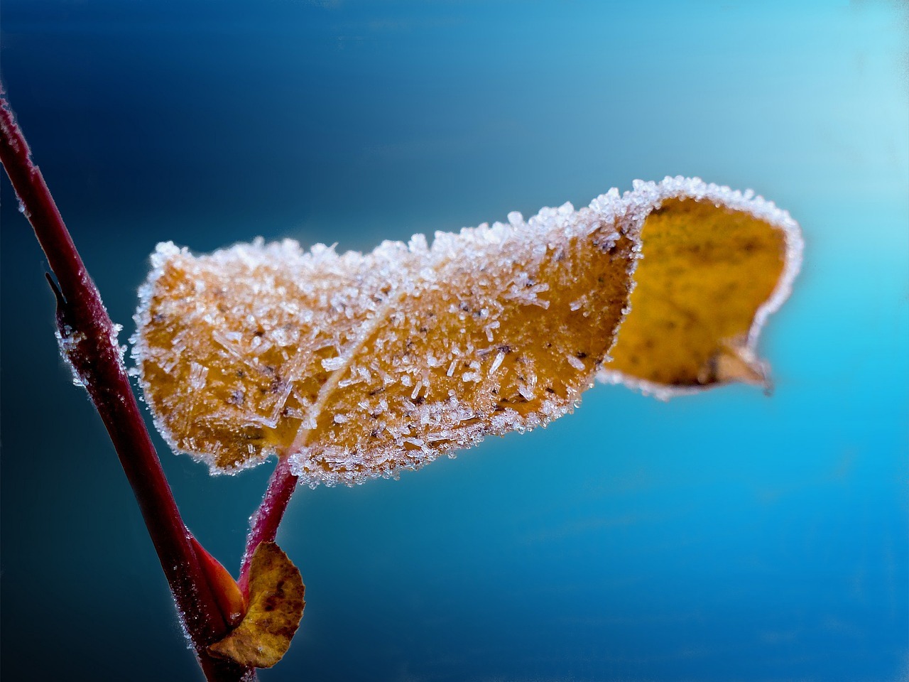 Nahaufnahme eines gelben Blattes, das von einer dünnen Frostschicht überzogen ist. Die Eiskristalle funkeln im Licht vor einem verschwommenen, blauen Hintergrund.