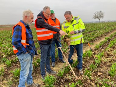 Wolfgang Roth, Regionsleiter der Transportgruppe, Landrat Dietmar Seefeldt, Karl-Friedrich Junker, SÜW-Kreisvorsitzender des Bauern- und Winzerverbandes Rheinland-Pfalz Süd e.V., und Thomas Knecht, 1. stellvertretender Vorsitzender des Verbands der Hessisch-Pfälzischen Zuckerrübenanbauer e.V. (von links nach rechts), stehen auf einem Zuckerrüben-Feld. Sie betrachten eine geerntete Rübe.