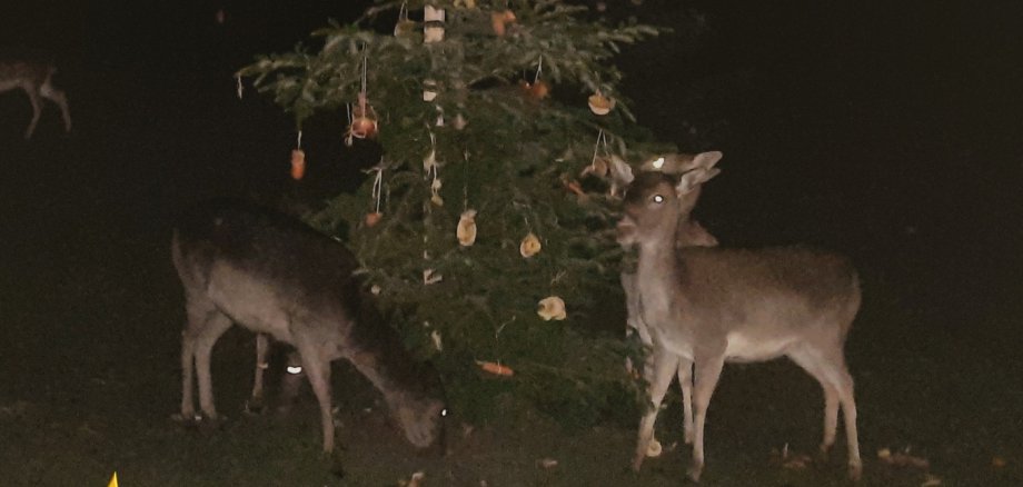 Flyer Tierischer Wildadvent. Grafik: WWP SÜW Flyer Tierischer Wildadvent.