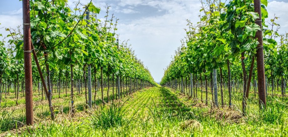 Blick zwischen zwei Zeilen eines Weinbergs. Die Reben sind saftig grün, am Himmel sind einige Wolken zu sehen.