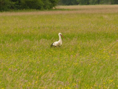 Ein weißer Storch auf einer grünen Wiese.
