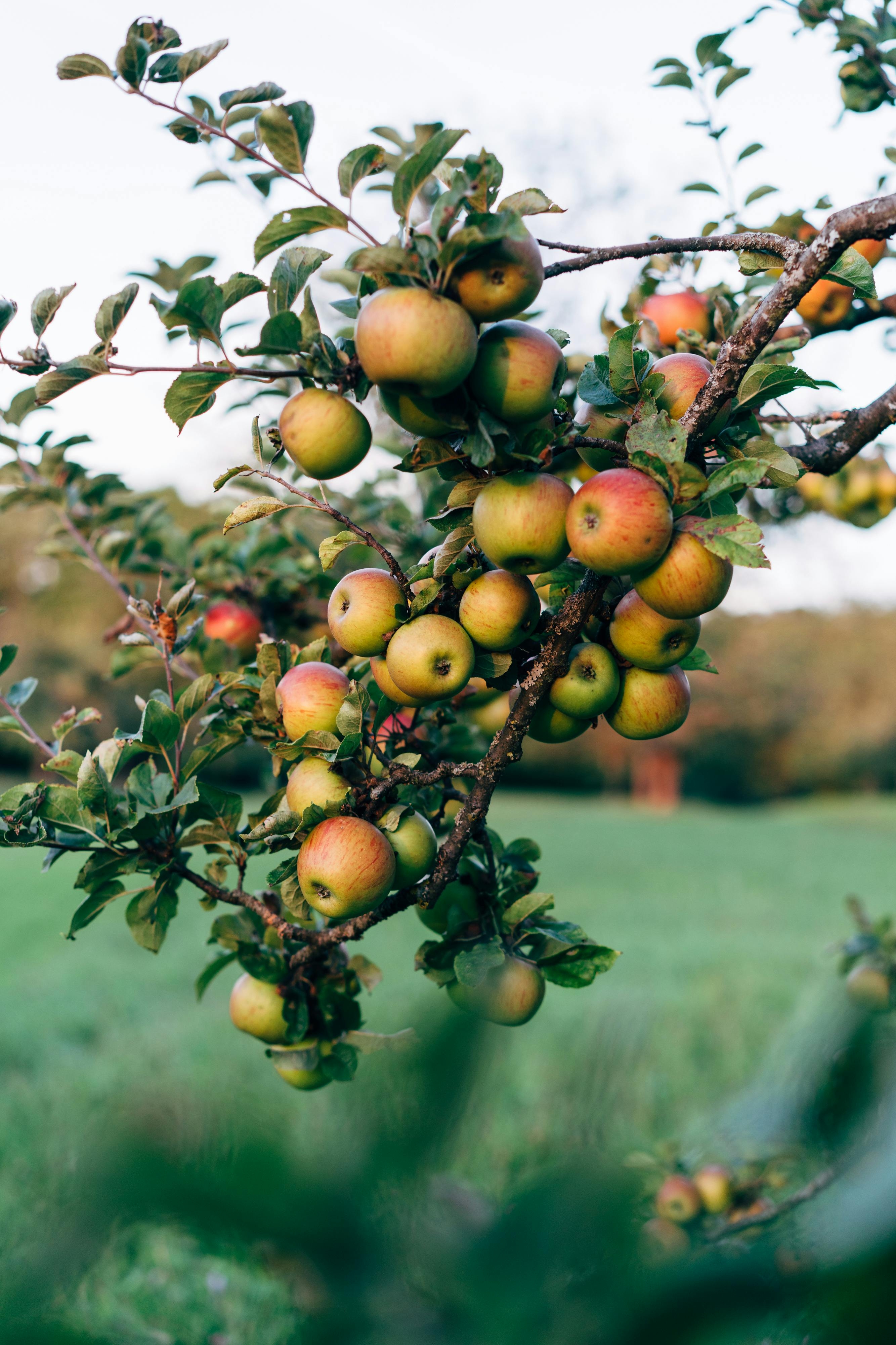 Nahaufnahme eines mit reifen Äpfeln behangenen Astes eines Apfelbaumes.