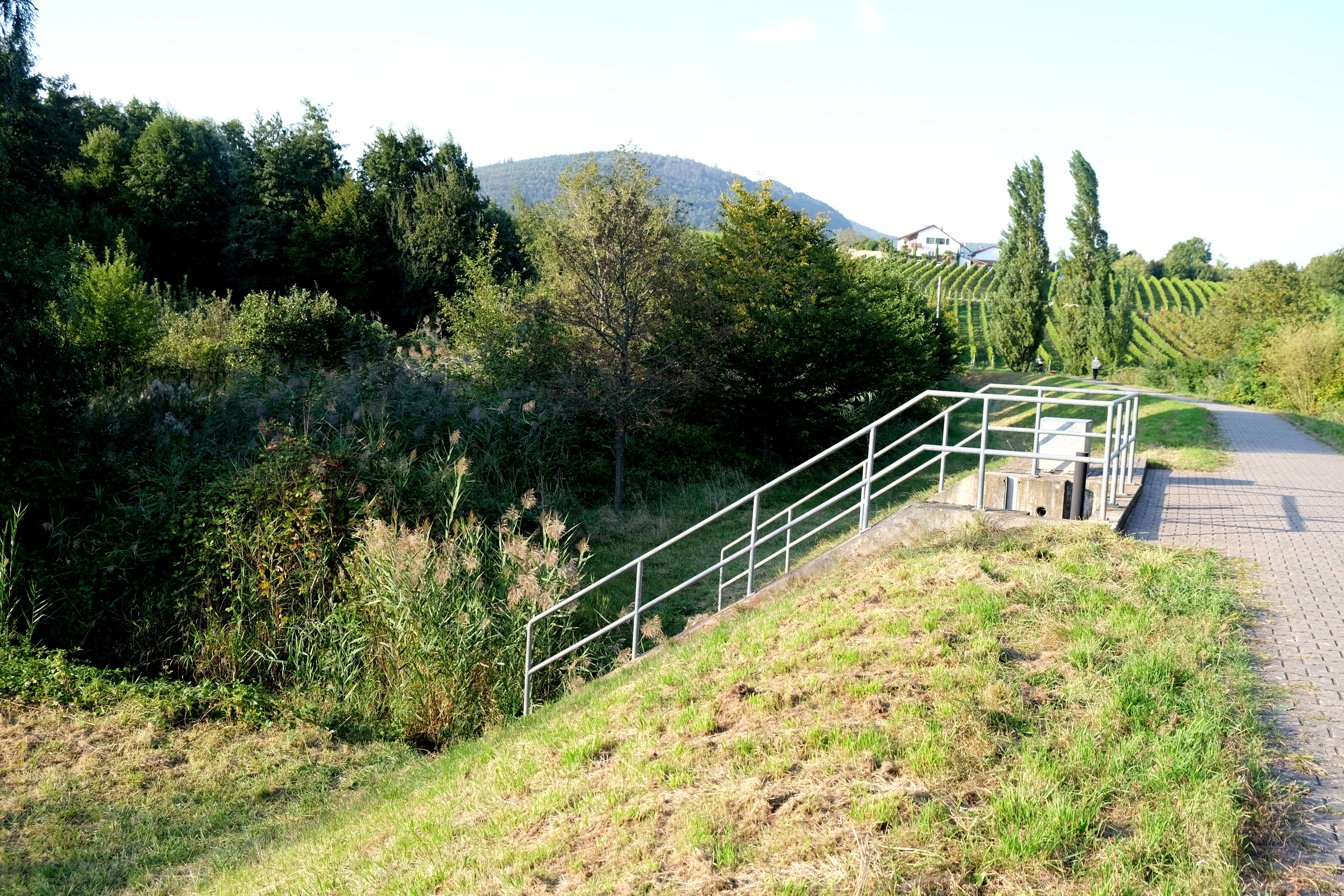 Blick auf einen Teil des Hochwasserdamms westlich von Siebeldingen, mit umliegender Vegetation und einem Geländer an einem gepflasterten Weg.