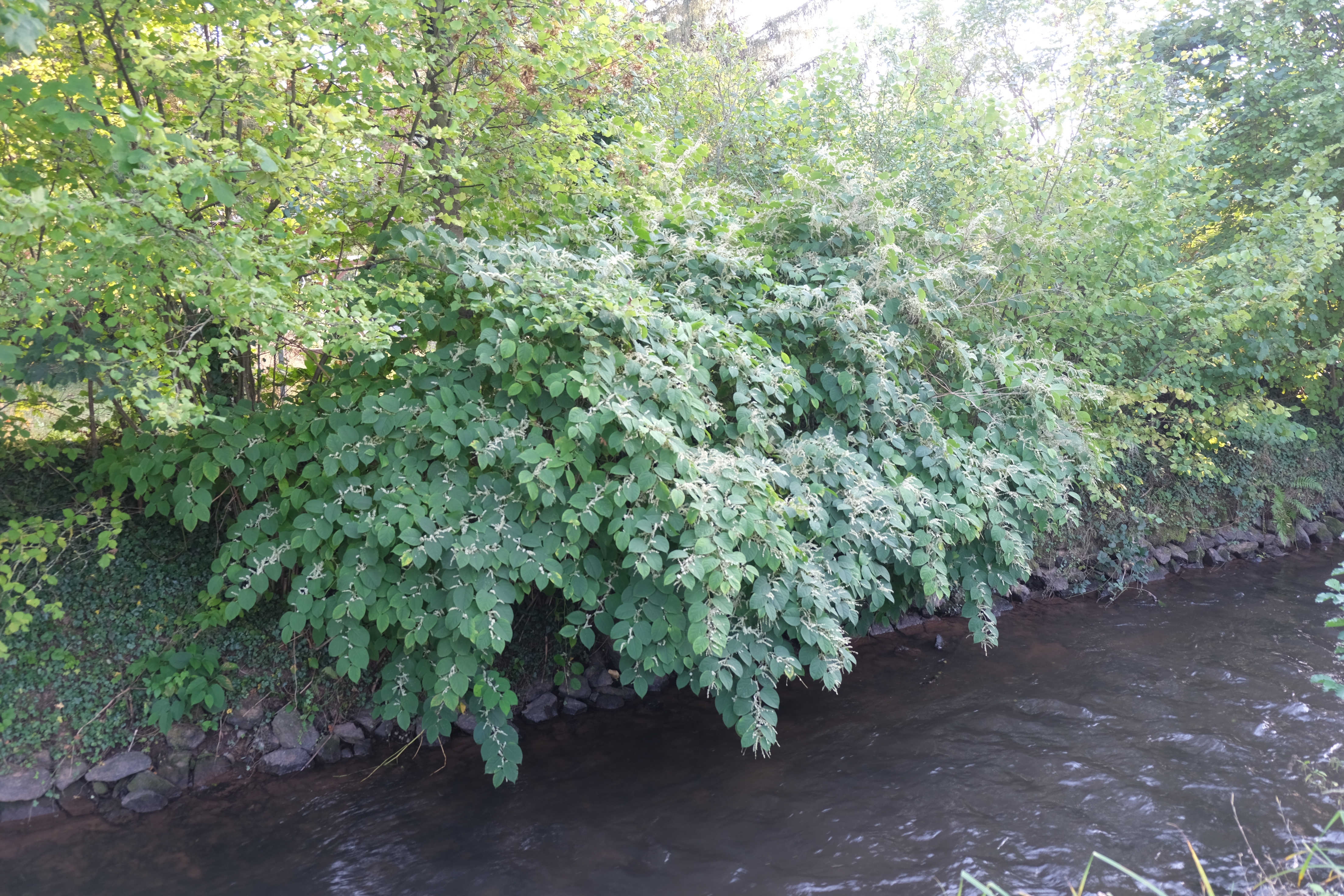 Japanischer Staudenknöterich wächst dicht am Ufer der Queich. Die grünen, herzförmigen Blätter der invasiven Pflanze hängen über den Flusslauf und bilden ein üppiges Blattwerk, das den natürlichen Bewuchs verdrängt.