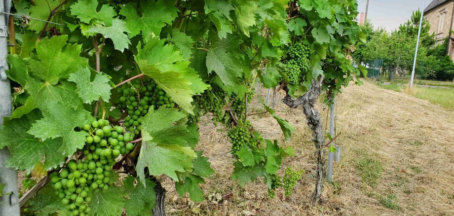 Trauben im städtischen Weinberg Edenkoben. 