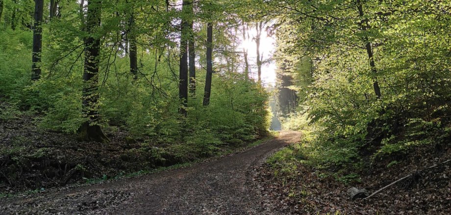 Ein unbefestigter Waldweg führt in sanften Biegungen zwischen grünen Laubbäumen hindurch. Durch das Blattwerk hindurch scheint die Sonne dem Betrachter entgegen.