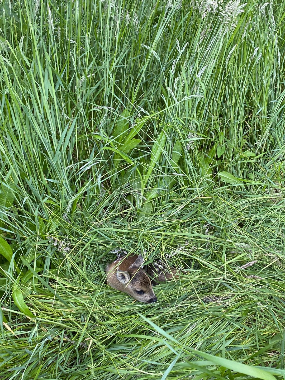 Ein Rehkitz liegt im hohen Gras einer Wiese.