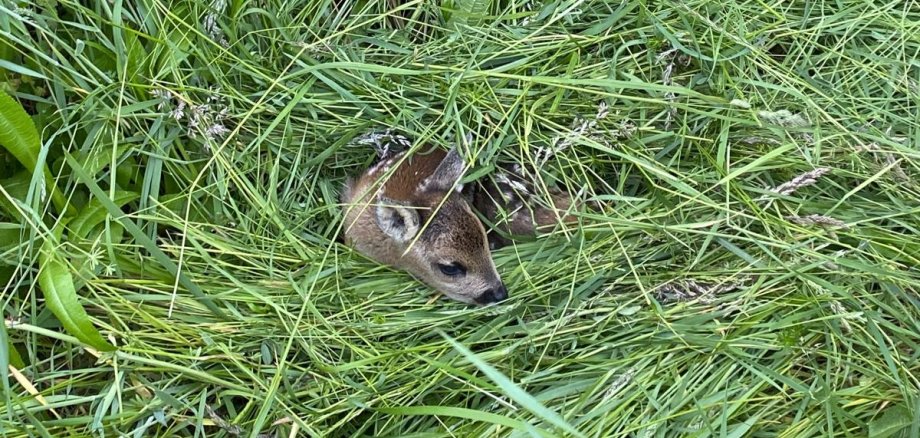 Ein Rehkitz liegt im hohen Gras einer Wiese.