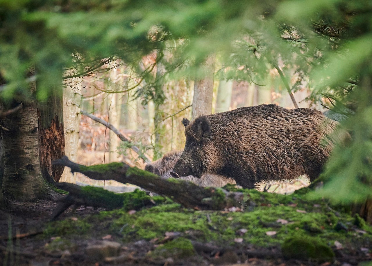 Ein Wildschwein läuft durch einen dicht bewaldeten Bereich. Das Tier ist von Bäumen und dichtem Unterholz umgeben, das Bild vermittelt eine natürliche Waldszene.