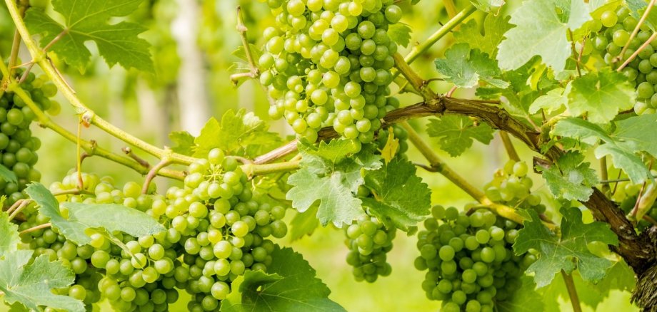 Nahaufnahme eines mit reifen weißen Weintrauben behangenen Rebstocks.