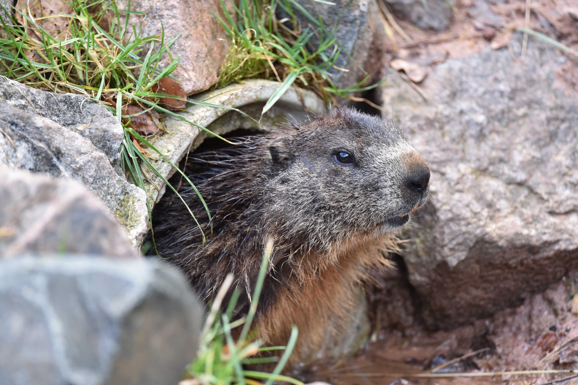 Nahaufnahme eines Murmeltieres, das seinen Kopf aus seinem Bau herausstreckt.