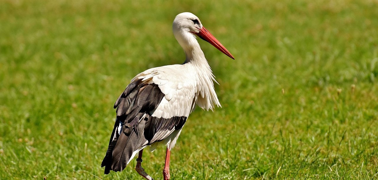 Ein Storch auf einer grünen Wiese.