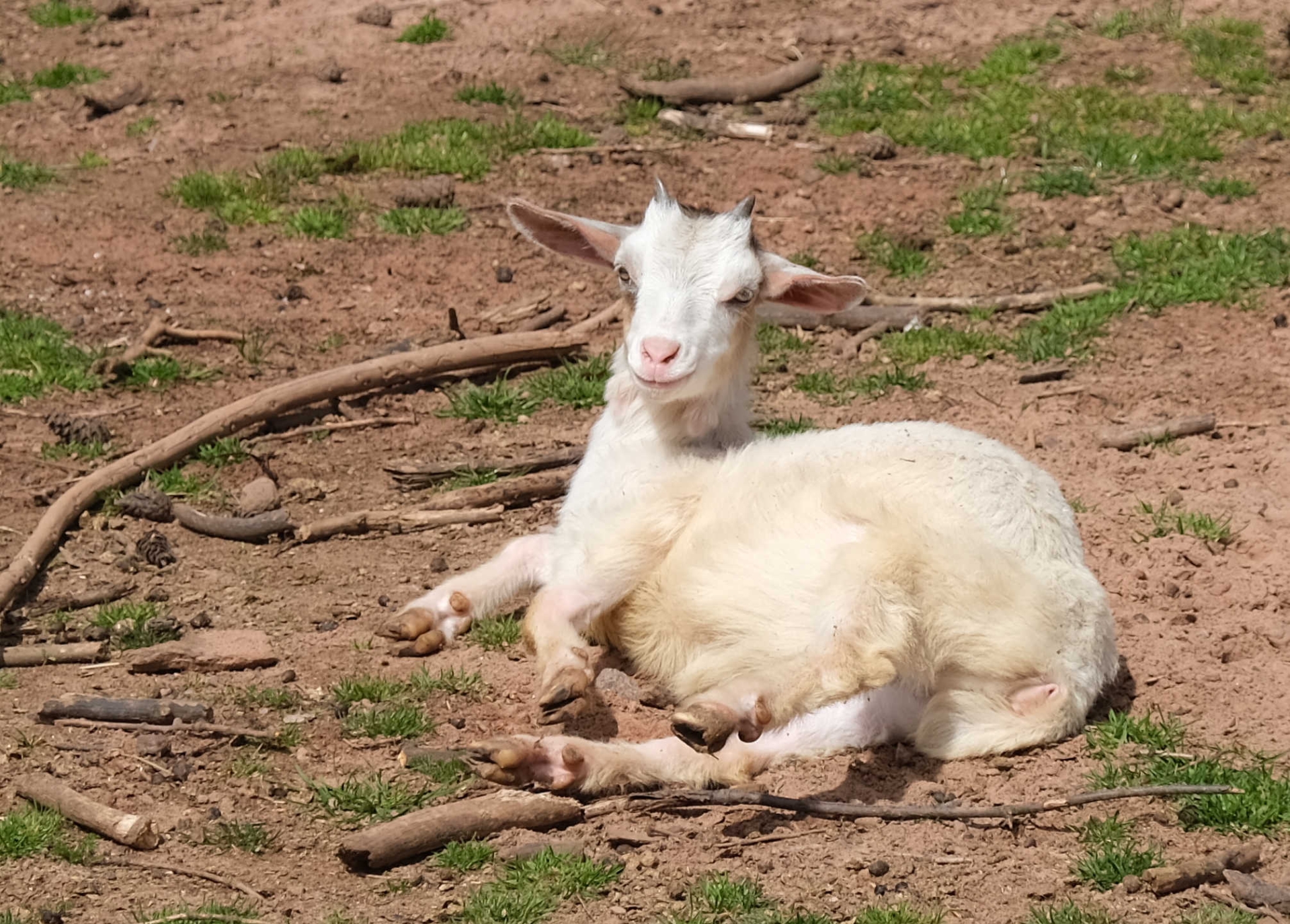 Ein weißes Ziegenjunges liegt auf einer Fläche mit spärlichem Grasbewuchs und schaut in die Kamera.