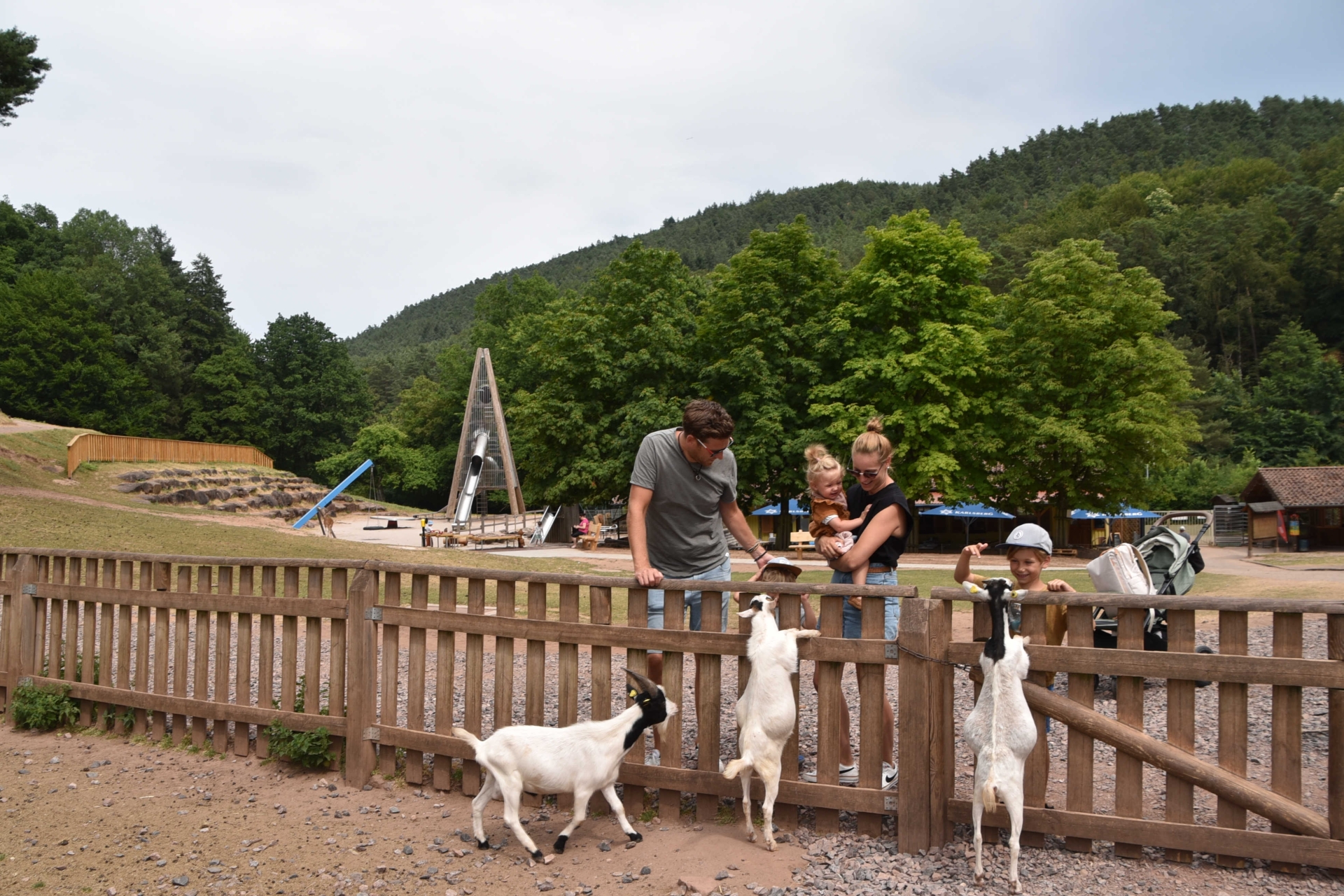 Zwei Erwachsene und zwei Kinder stehen am Gatter des Streichelzoos im Wild- und Wanderpark. Im Vordergrund Ziegen. Im Hintergrund der Abenteuerspielplatz.