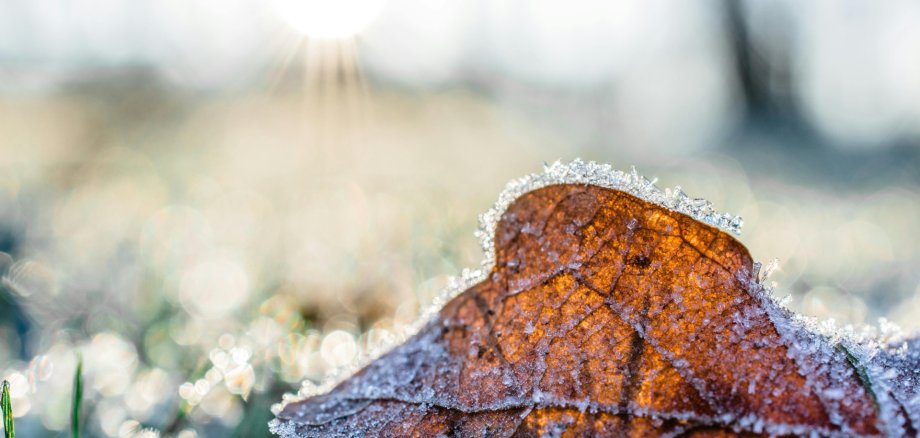 Ein braunes Blatt auf grünem Gras, überall Eiskristalle.