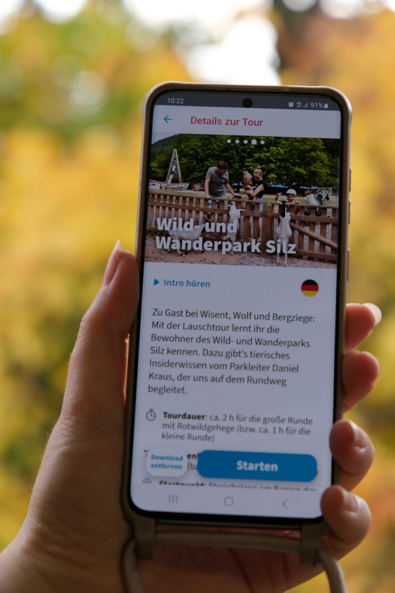 Eine Person hält ein Smartphone in der Hand, auf dem die Lauschtour-App mit der Tour „Wild- und Wanderpark Silz“ geöffnet ist. Im Hintergrund sind herbstlich gelb gefärbte Bäume zu sehen.