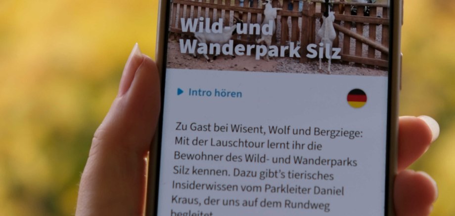 Eine Person hält ein Smartphone in der Hand, auf dem die Lauschtour-App mit der Tour „Wild- und Wanderpark Silz“ geöffnet ist. Im Hintergrund sind herbstlich gelb gefärbte Bäume zu sehen.