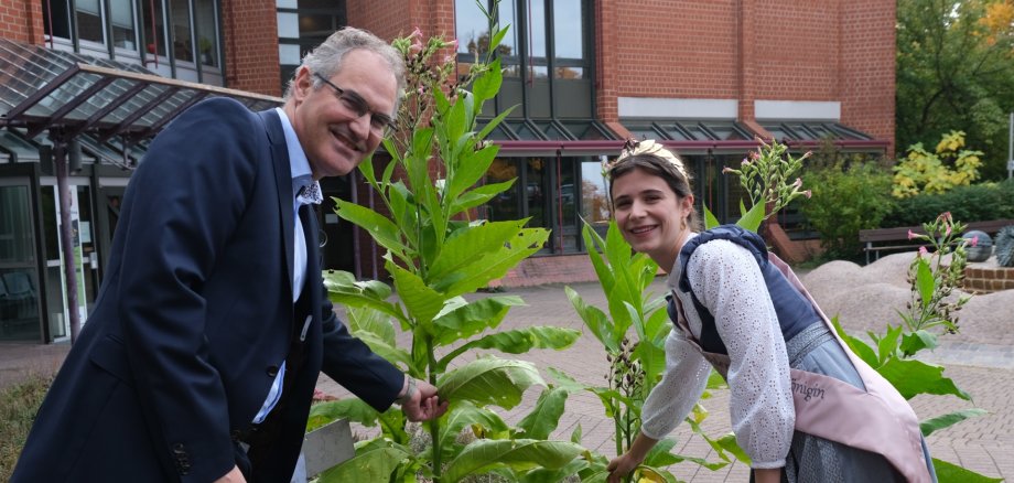 Gemeinsam begutachten die Hatzenbühler Tabakkönigin Franziska I. und Landrat Dietmar Seefeldt die vier Tabakpflanzen vor dem Kreishaus der Südlichen Weinstraße. Foto: KV SÜW Gemeinsam begutachten die Hatzenbühler Tabakkönigin Franziska I. und Landrat Dietmar Seefeldt die vier Tabakpflanzen vor dem Kreishaus der Südlichen Weinstraße.