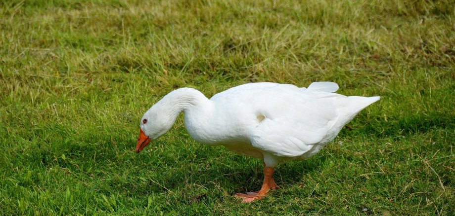 Eine Gans läuft mit gebücktem Haupt über Gras.
