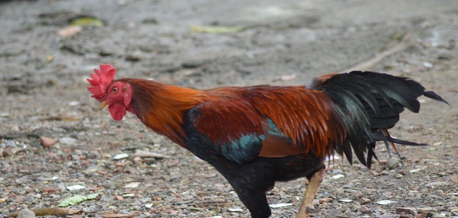 Auch private Tierhaltungen sollten Maßnahmen ergreifen. Symbolbild: Waldenio Lopes Menezes Deninho auf Pixabay Ein Hahn.