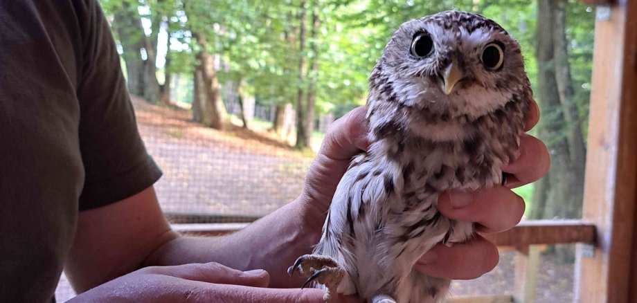 Ein junger Steinkauz wird vorsichtig in Händen gehalten. Im Hintergrund ist der Gitterdraht der Voliere zu erkennen, in der sich der Kauz befindet, außerdem einige grüne Laubbäume.