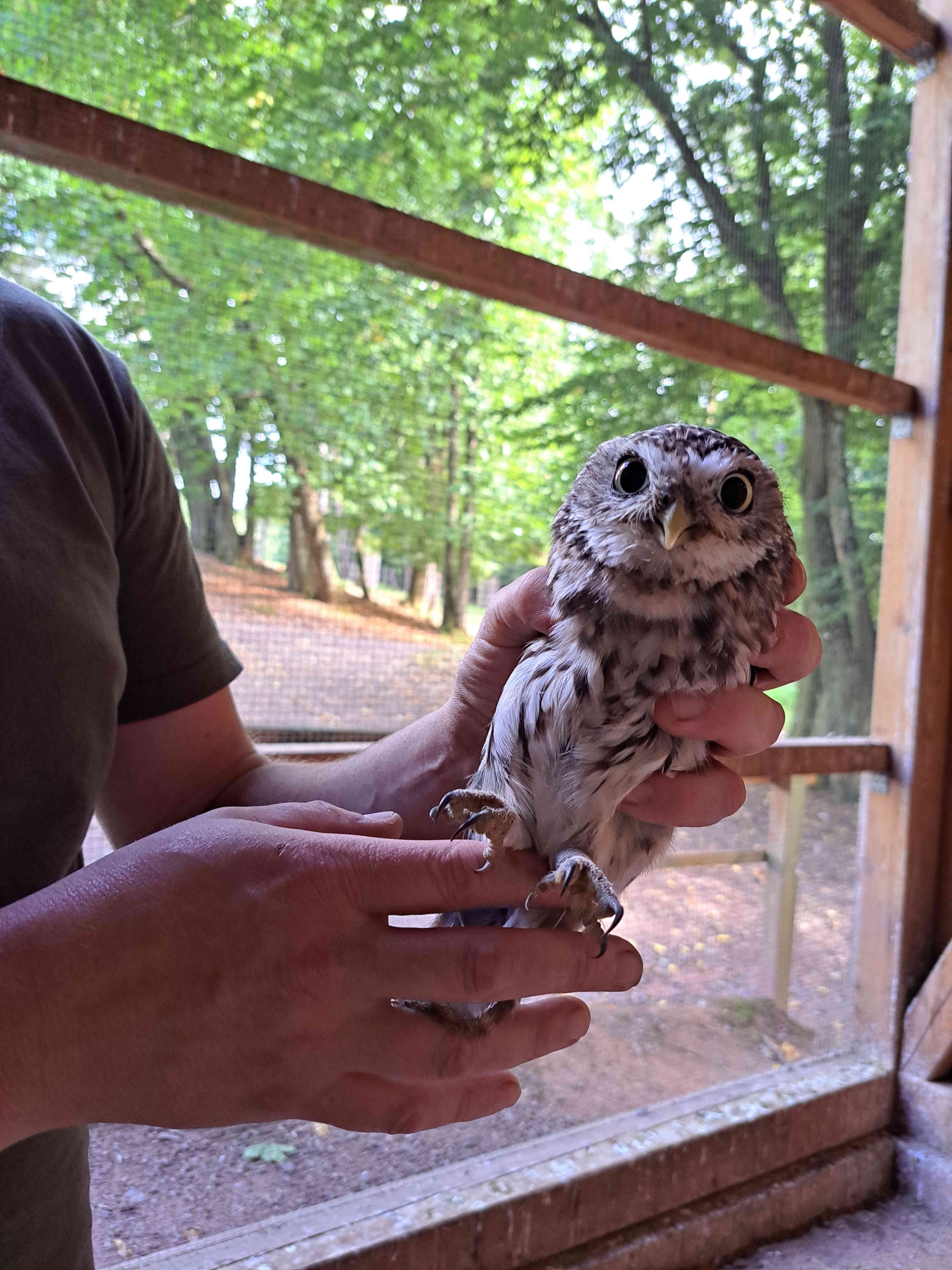 Ein junger Steinkauz wird vorsichtig in Händen gehalten. Im Hintergrund ist der Gitterdraht der Voliere zu erkennen, in der sich der Kauz befindet, außerdem einige grüne Laubbäume.