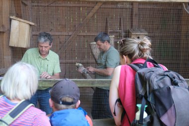 Bei der Beringung der Jungvögel im Wild- und Wanderpark. Foto: WWP Zwei Männer stehen in einer Voliere und beringen Steinkauze. Außerhalb der Voliere stehen im Vordergrund ein paar Personen, die sich das Ganze anschauen.