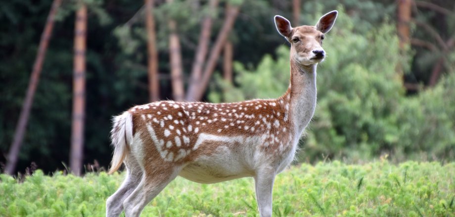 Ein Damhirsch mit geflecktem Sommerfell steht auf einer grünen Wiese, im Hintergrund sind Bäume zu sehen.