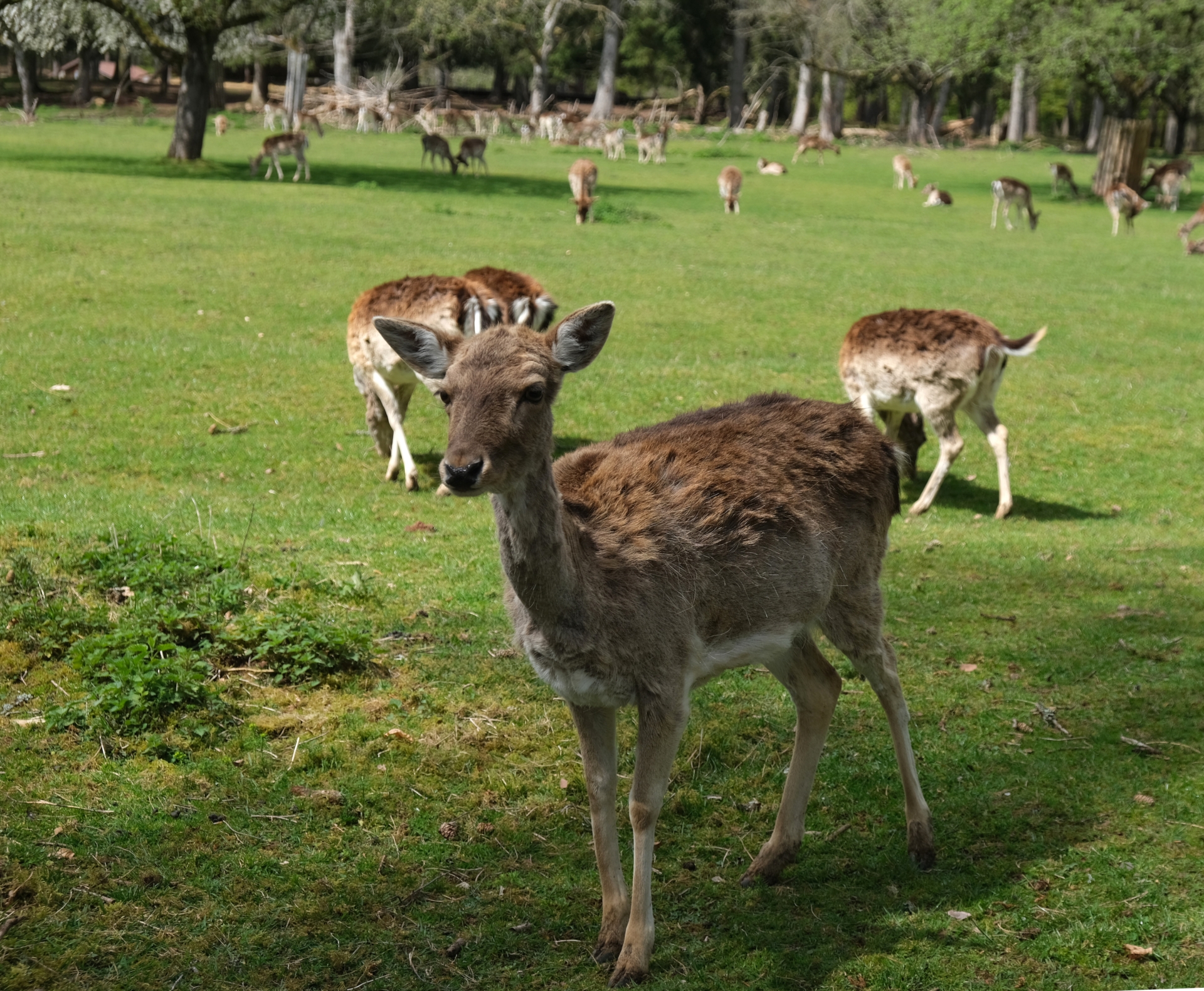 Damwild auf einer Wiese.