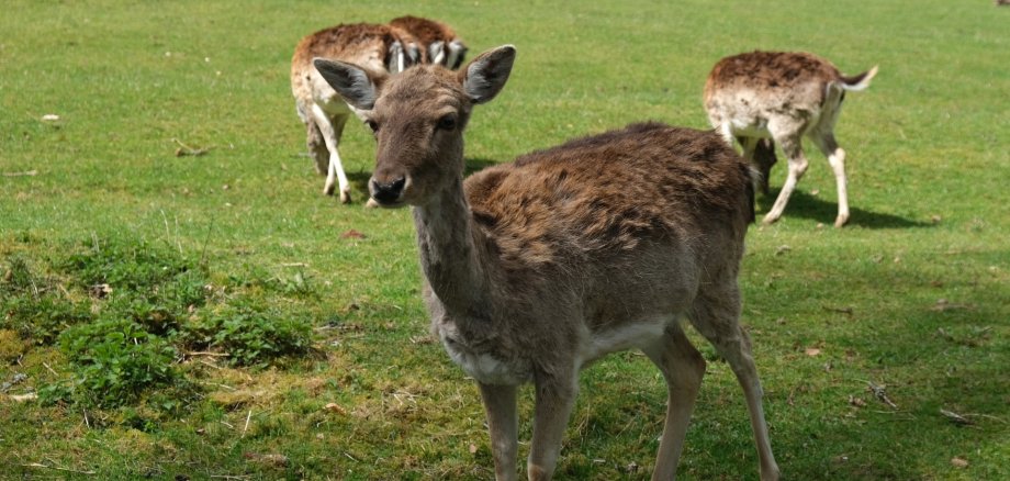 Damwild auf einer Wiese.